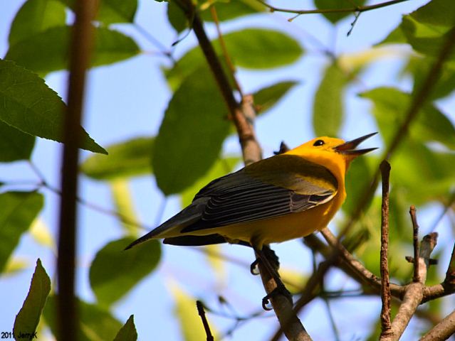 Prothonotary Warbler