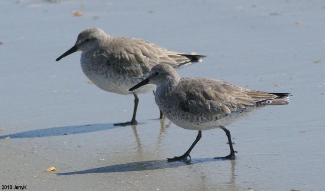 Red Knot