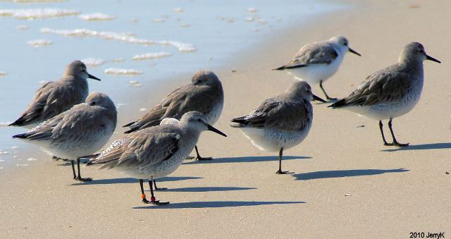 Red Knot