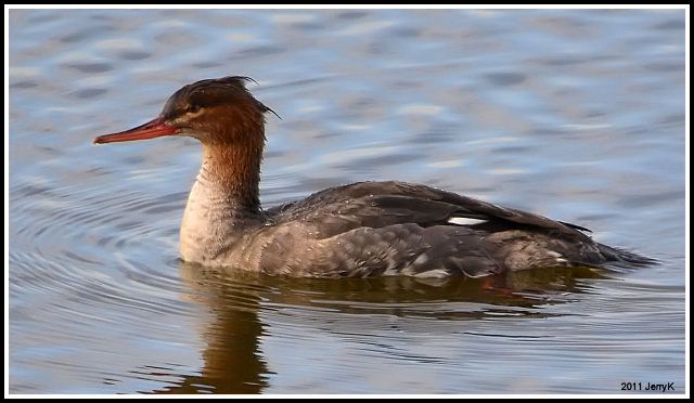 Red-breasted Merganser