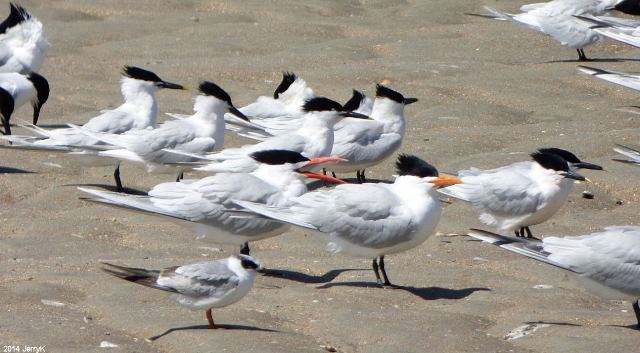 Royal Terns, Sandwich Terns, and Forster's Tern