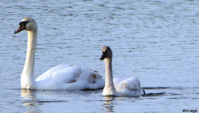 Tundra Swan with Mute Swans