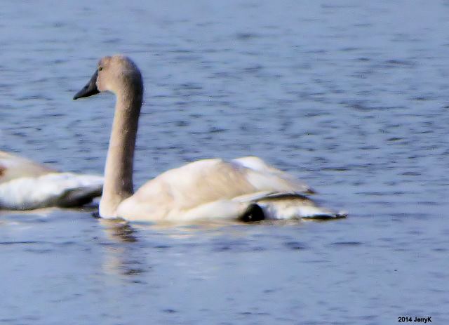 Tundra Swan with Mute Swans