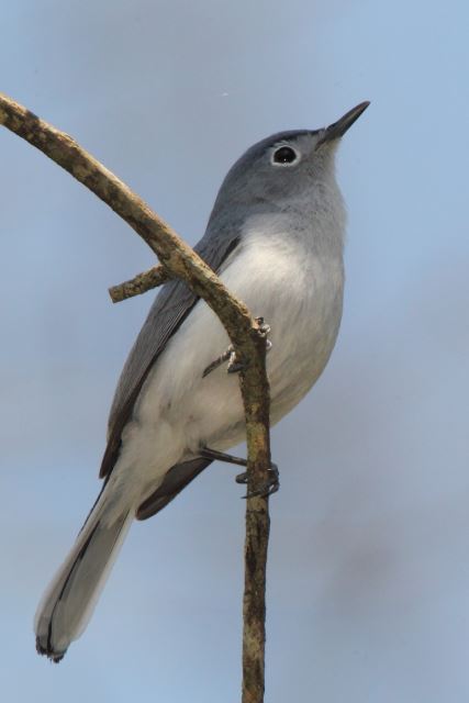 Blue-gray Gnatcatcher