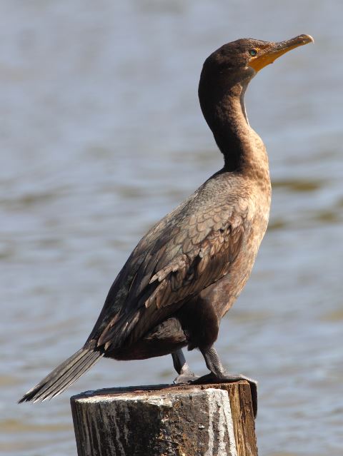 Double-crested Cormorants