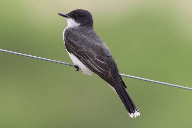 Eastern Kingbird