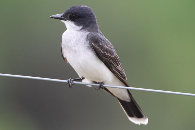 Eastern Kingbird