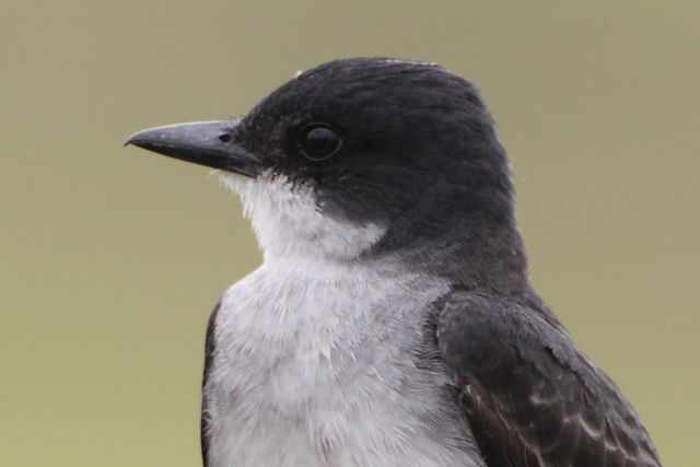 Eastern Kingbird