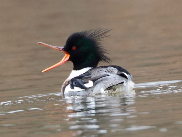 Red-breasted Mergansers