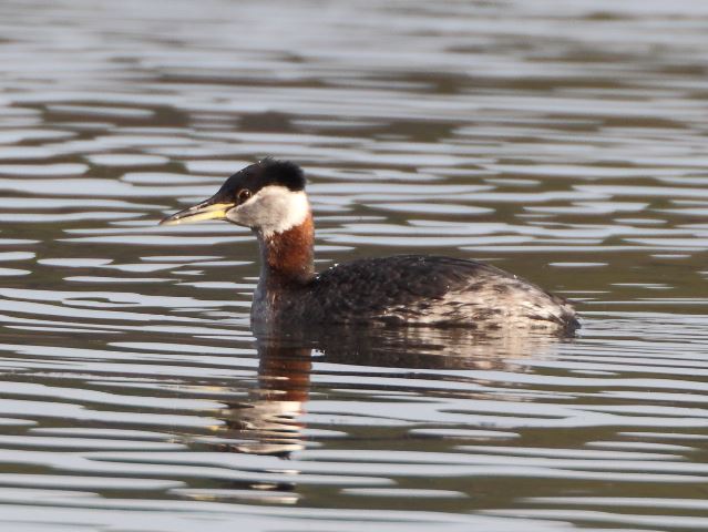 Red-necked Grebes and Pied-billed Grebe
