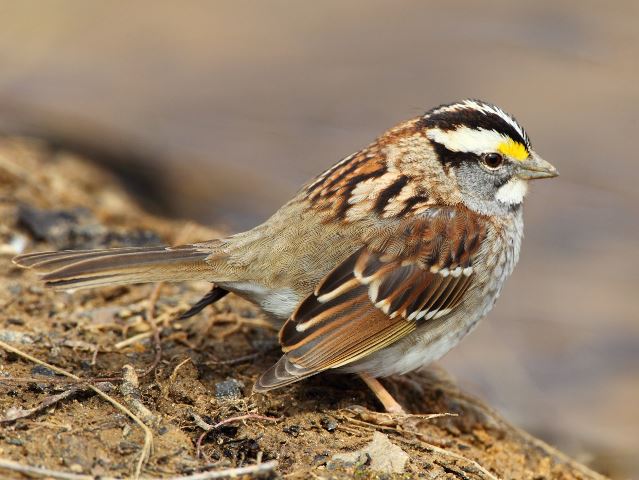White-throated Sparrows