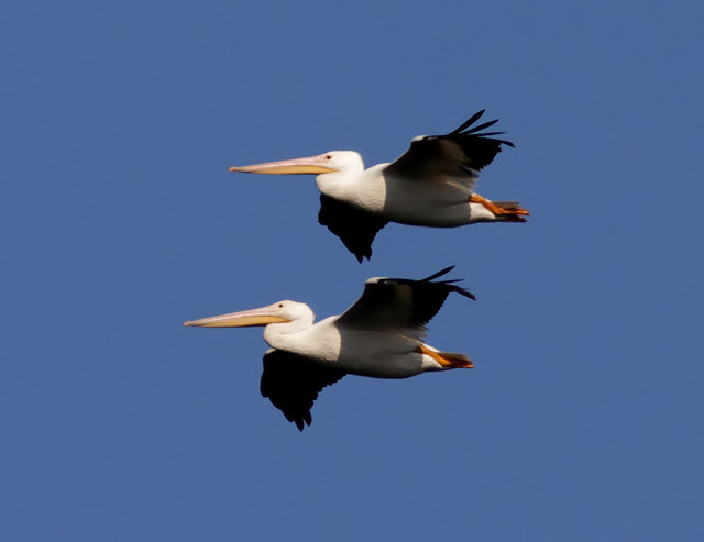 American White Pelican American White Pelican