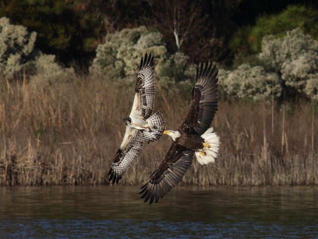 Bald Eagle