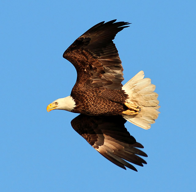 bald eagle clip art images - photo #40
