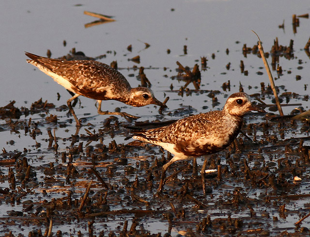 Black-bellied Plover Black-bellied Plover