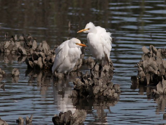 Cattle Egret Cattle Egret