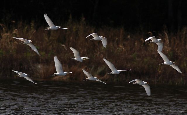 Cattle Egret Cattle Egret