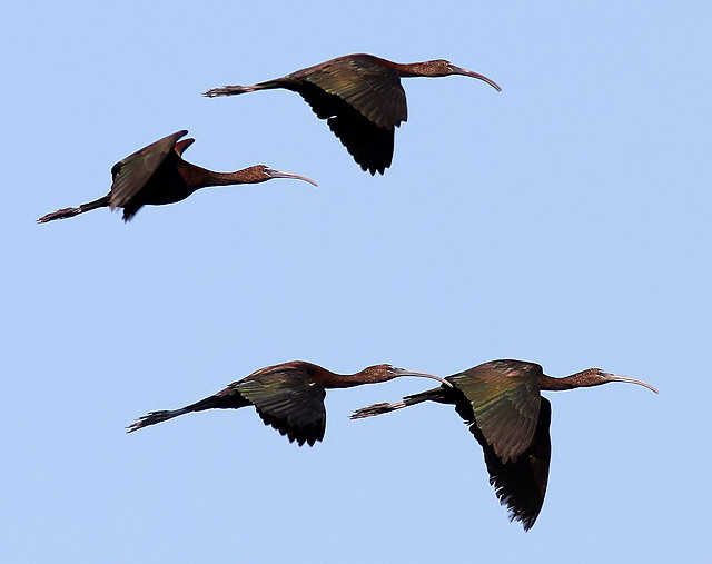 Glossy Ibis Glossy Ibis
