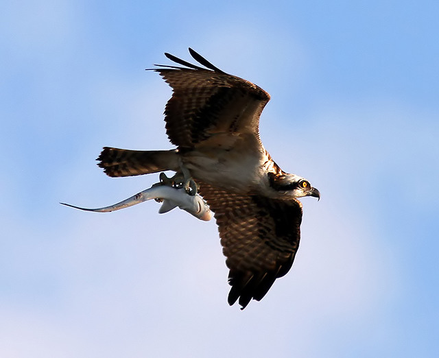 Osprey