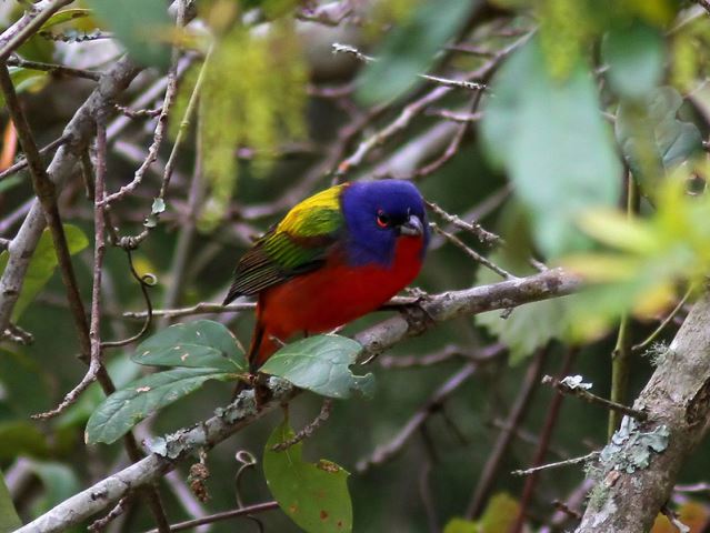 Painted Bunting