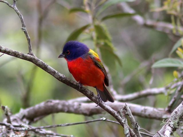 Painted Bunting