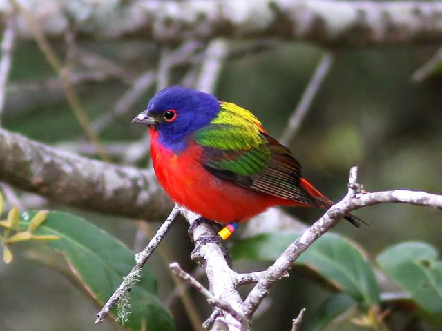 Painted Bunting