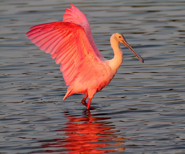 Roseate Spoonbill