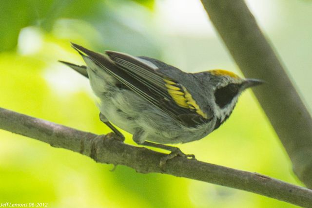 Golden-winged Warbler Golden-winged Warbler