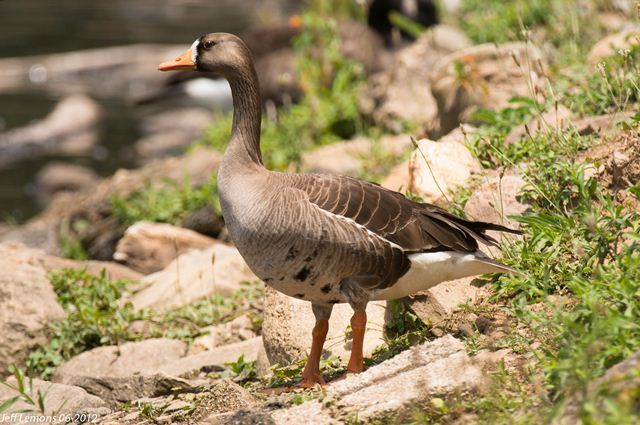 Greater White-fronted Goose Greater White-fronted Goose