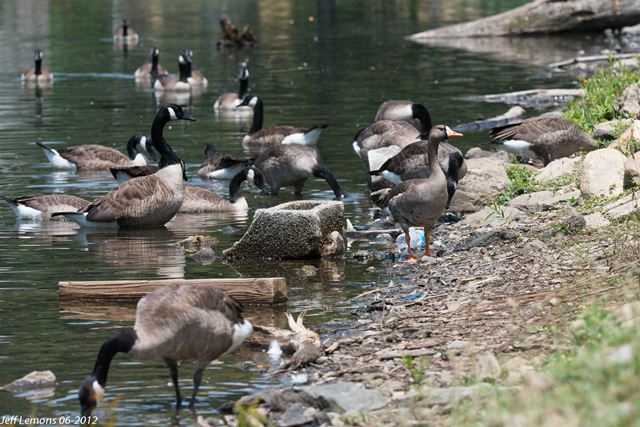 Greater White-fronted Goose Greater White-fronted Goose