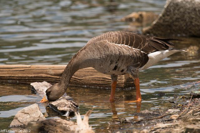 Greater White-fronted Goose Greater White-fronted Goose