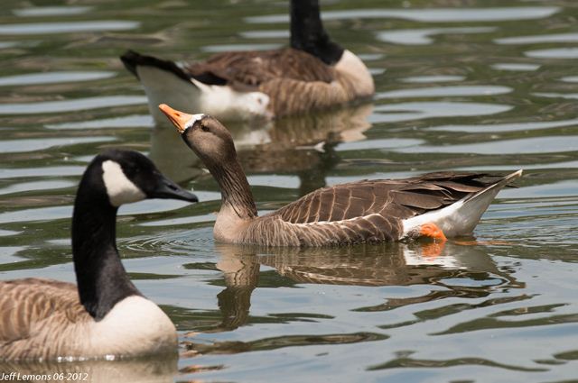 Greater White-fronted Goose Greater White-fronted Goose