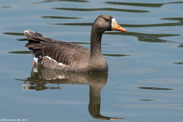 Greater White-fronted Goose Greater White-fronted Goose