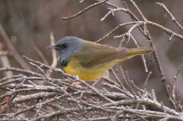 Mourning Warbler Mourning Warbler