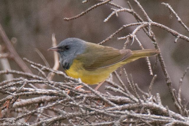 Mourning Warbler