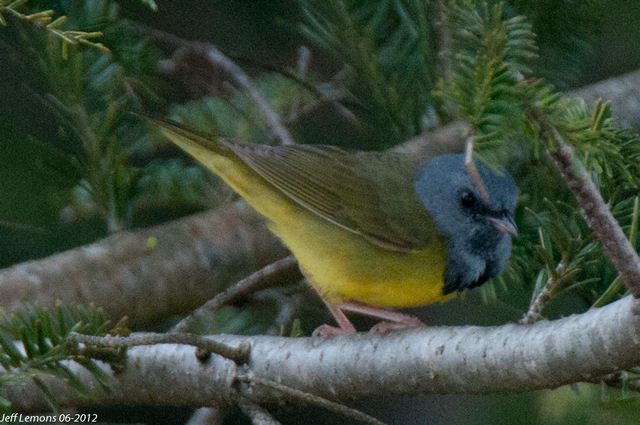 Mourning Warbler