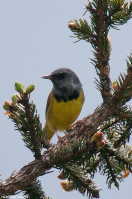 Mourning Warbler