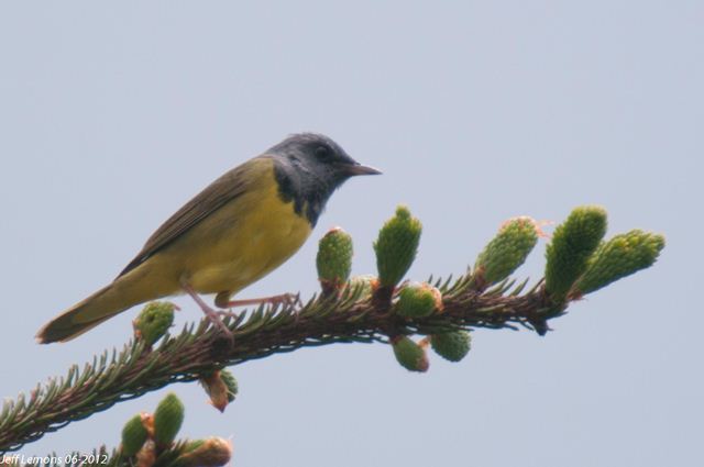 Mourning Warbler Mourning Warbler