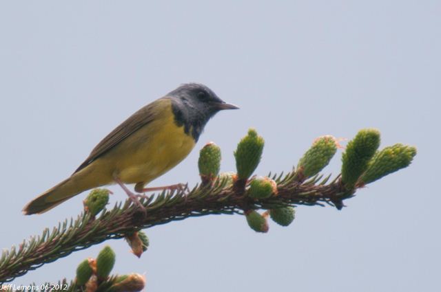 Mourning Warbler