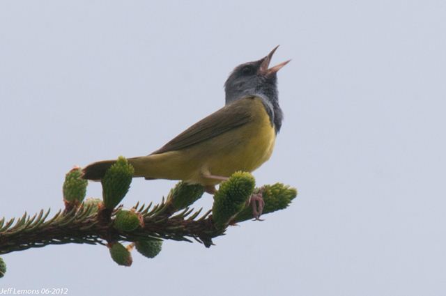 Mourning Warbler