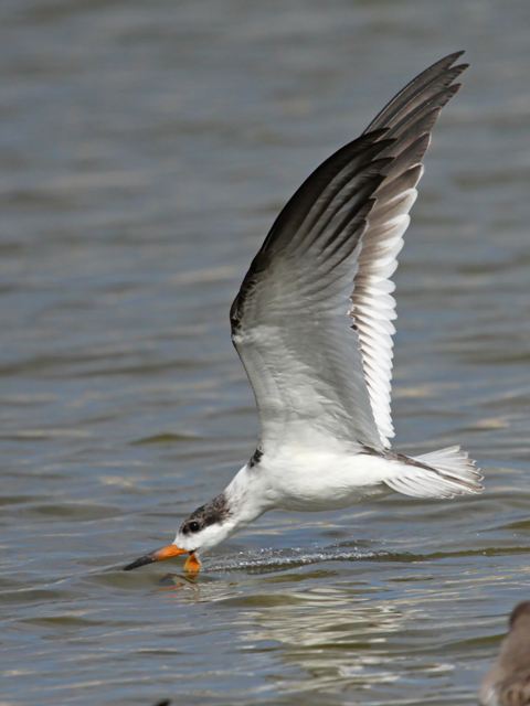 Black Skimmer