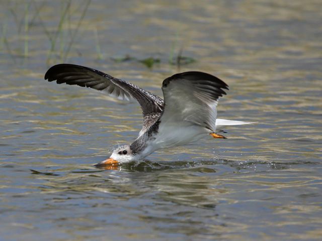 Black Skimmer