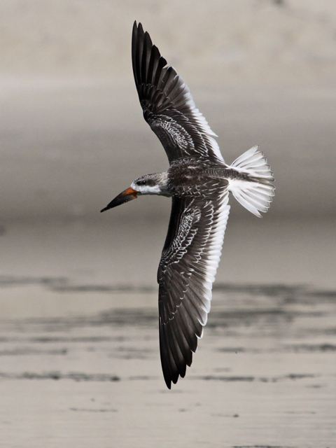 Black Skimmer