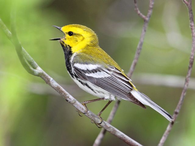 Black-throated Green Warbler Black-throated Green Warbler