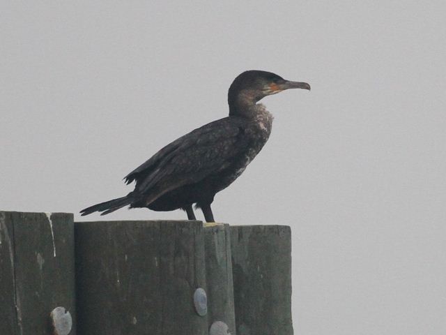 Great Cormorant