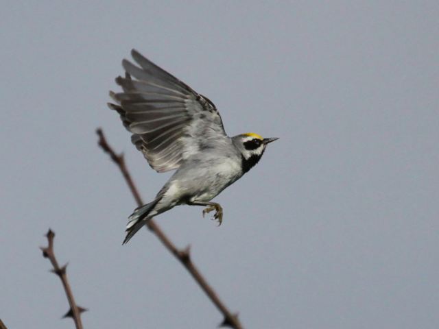 Golden-winged Warbler