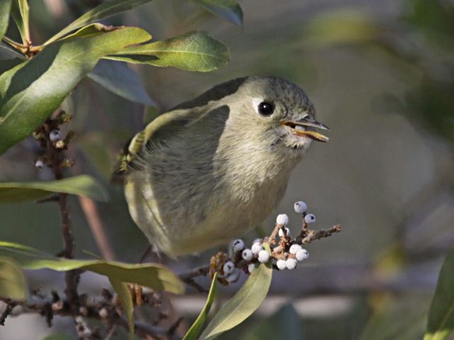 Ruby-crowned Kinglet