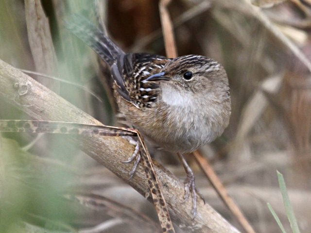 Sedge Wren