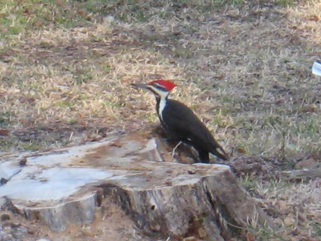 Pileated Woodpecker Pileated Woodpecker