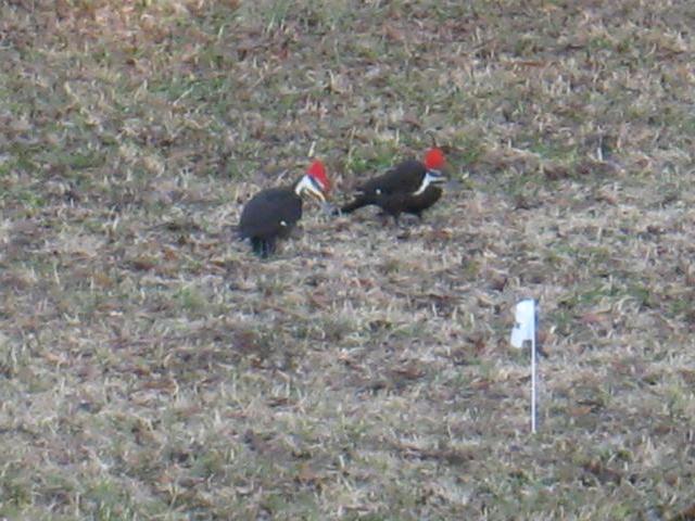 Pileated Woodpecker Pileated Woodpecker